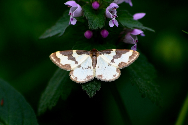 Lomaspilis marginata